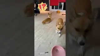 누구 고집, 아니 누구 뚝심이 더 센가? ❤️ #shorts #댕댕이 #강아지 #pets #cute #animals #dog