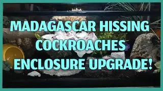 Madagascar Hissing Cockroach Enclosure Upgrade!