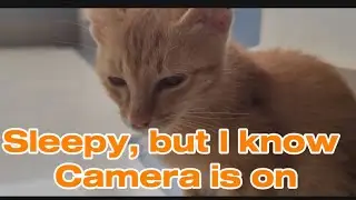 My Sleepy Orange Cat Trying to Hold On