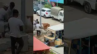 cow ready for sacrifice Bakra Eid 2024