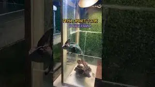 ГЕНА ЗНАЕТ ТОЛК В БЕЗУМИИ! 🤡😂 #хамелеон террариум