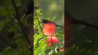 Orchard Oriole #shorts  #birds