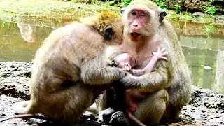 Jill is screaming new baby Polly & mom Popeye , New baby Polly scare Jill co do like this