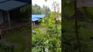 Harka Sangpang Rai ko ! Dharan City ! Nepal 