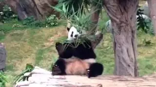 Панда упала с помоста / Panda