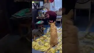 ПОЛЯНКЕ НАДО ПЕРЕЕХАТЬ🥺/ТРУДНЕЙШАЯ ситуация, впереди переезд