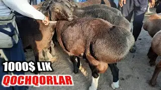 Кашкадарё Чирокчи мол бозори Кочкор 🐏 нархлари | Chiroqchi mol bozori narxlari