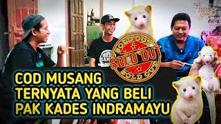 COD MUSANG ❗ TERNYATA YANG BELI PAK KADES INDRAMAYU ❗