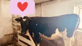 Feeding a heifer/Cows going bald/Vitamins for cows/How to visually recognize pregnancy