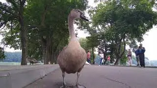 Гусь требует угощения! Наглый и злой!