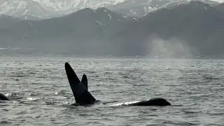 ホエールウォッチングでシャチを見る（2024年4月27日北海道知床羅臼）／Killer whales on a whale watching trip.(Rausu,Shiretoko) orca