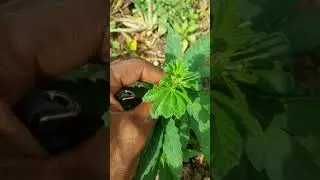 Jamaican lifestyle....weed update...4 and 5 weed