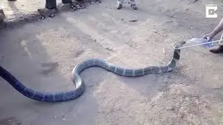 Rescued Cobra Drinks Water From Bottle