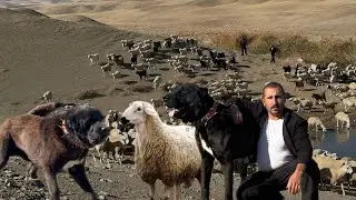 MUHAMMET FROM THE AVSHAR TRIBES WITH 20 BLACK ANATOLIAN SHEPHERD DOGS AND 500 SHEEP
