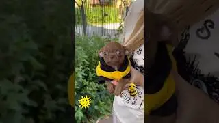 Шоколадный крошка ЧИХУАХУА. У нас можно КУПИТЬ щенка чихуахуа Valentra.ru #купитьчихуахуавмоскве