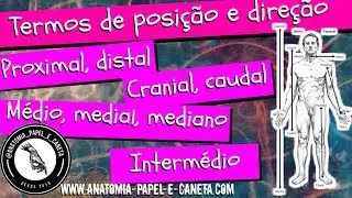 Anatomical terms of POSITION and DIRECTION - MEDIAL, MID, INTERMEDIATE, MEDIAN...