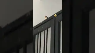 Ласточка / Martin