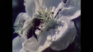 В мире пчёл  Фильм СССР