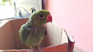 parrot on home this morning