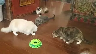 Just some cats getting stoned on catnip and munching on some treats
