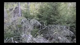 Вот как близко можно подозвать лося во время гона .
