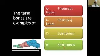 MCQ Basic anatomy (1)