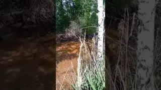 Так уничтожают природу Владимирской обл