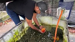 Asi van los PECES Abandonados RESCATADOS (Goldfish Tetras y Tiburones) - Actualizacion