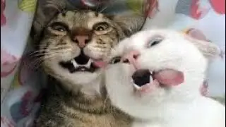 Самые смешные коты / Приколы с котами | Немного Позитива