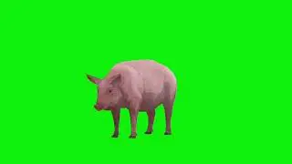 Pig green screen video  | copyright free