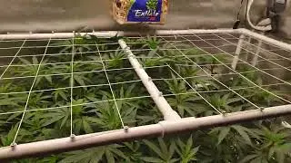 Day 3 Of Flower MK x SZ & Amehotop ##pot #weed #cannabis #marijuana #cannabiscommunity #thc #stoner