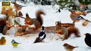 Cat TV for Cats to Watch 😻 Happy Birds and Squirrels Bouncing in the Snow☃️10 hours 4K HDR