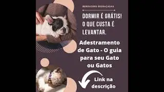 Adestramento de Gato - O guia para seu Gato ou Gatos #shorts