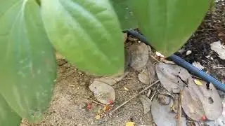 colhendo pimenta plantada na moringa
