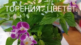 Торения. Я дождалась её цветения.