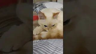 Почему я до сих пор голодный.. #cat