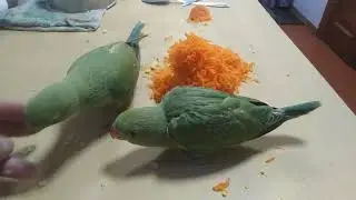 ожереловые птенца