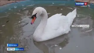 Лебеди готовятся к возвращению на Чебоксарский залив
