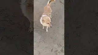 а где кошка??? 
