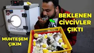 Beklenen Civcivler Çıktı ! BABAM Çok İstiyordu Sürpriz Oldu - Proegg Hobi Kuluçka Makinesi Çıkım !