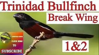 BREAK WING 1 AN 2
