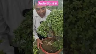 jade Bonsai||#bonsaitree