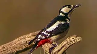 sounds from birds