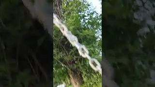 Я думаю молодой птенец ещё, а муж говорит просто больной голубь....