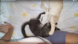 ❤ Cute Fighting Kittens - PLAYTIME ❤