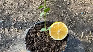 Limon Çimlendirme 🍋🐓🎄😅 #Limonçimlendirme #limon #lemon #içerik #fidan #Yeşildüşün