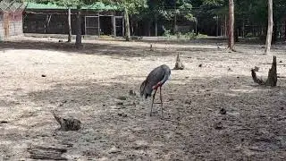 What's this bird 's name? 🐦