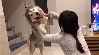 Fighting siberian husky vs strongest sister