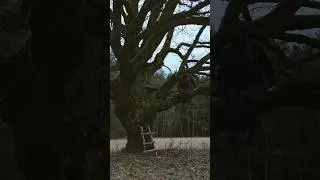 the tree