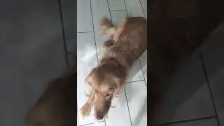 Команда "лежать"/"дай лапу"#shortsvideo #pets #животные #funny #собака #рыжая #хиты2024 #partytime